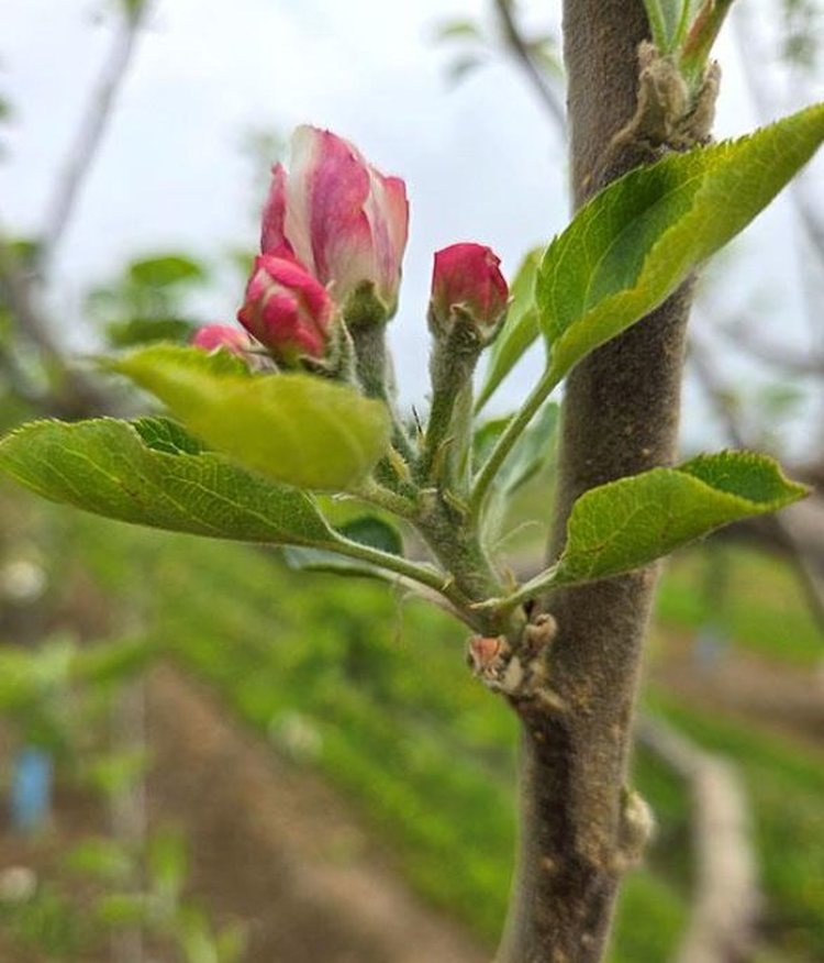 Боковое соцветие, образовавшееся из плодовой почки незадолго до цветения. Автор фото: Kenong Xu.📷    Яблони с отредактированными генами смогут плодоносить как виноград
