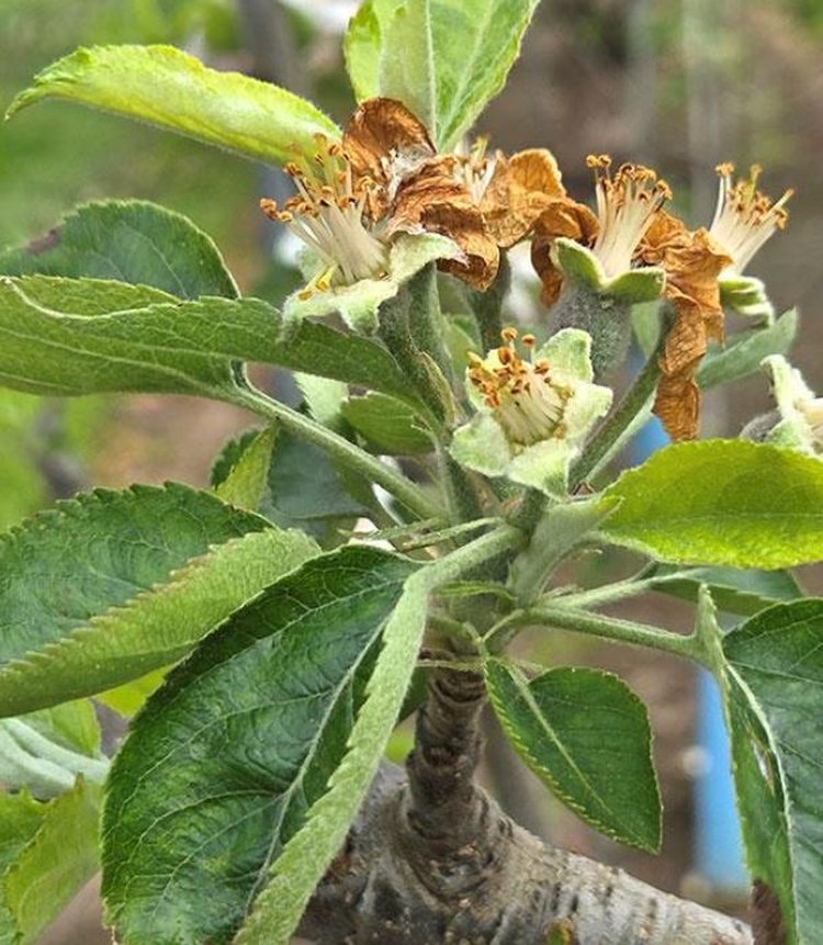 Цветочная кисть, образовавшаяся из верхушечной почки шпорца вскоре после опадения цветоноса. Автор фото: Kenong Xu.📷    Яблони с отредактированными генами смогут плодоносить как виноград
