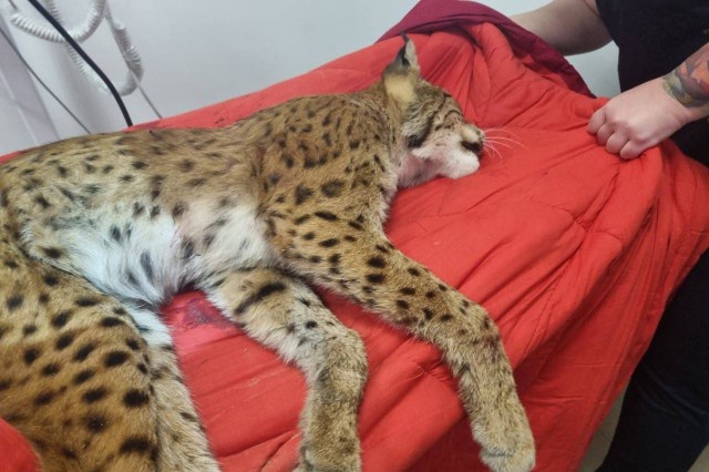   Фото: телеграм-канал «Биосфера Балтики»