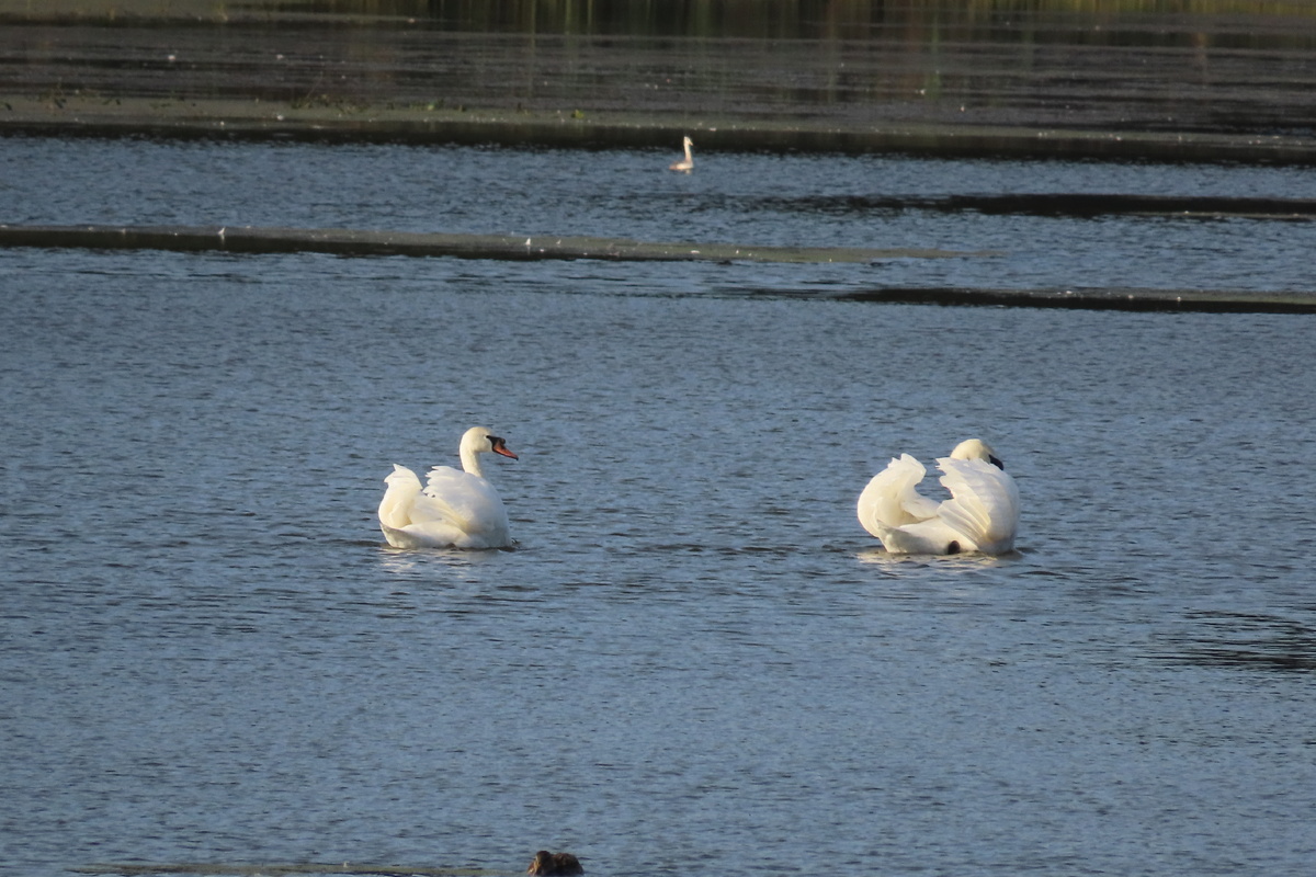 Лебеди-шипуны
