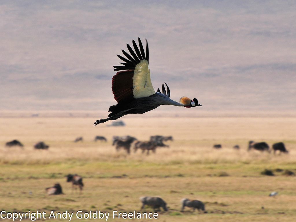 Восточный венценосный журавль, фото Jane Kempler &amp; Andrew Goldby Freelance