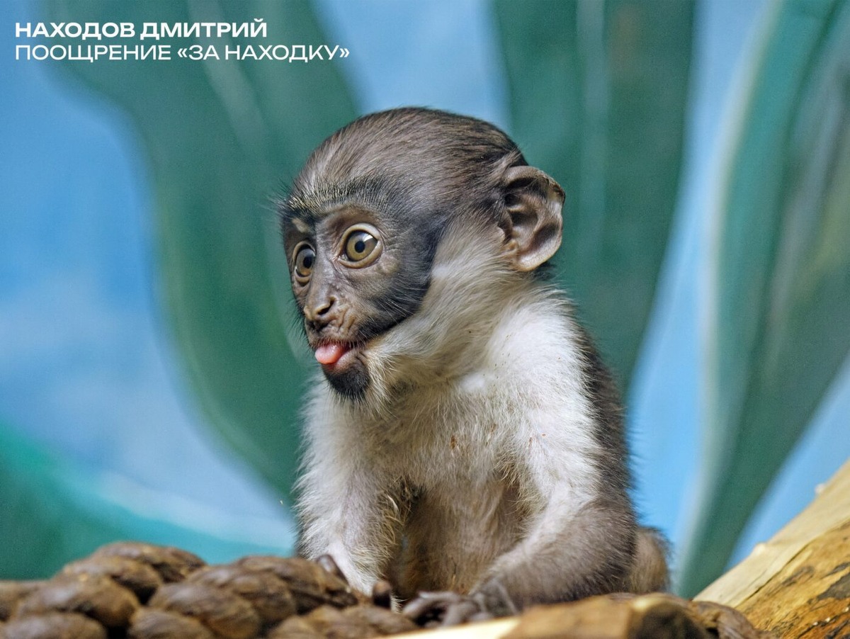    Фото: ТГ Новосибирский зоопарк