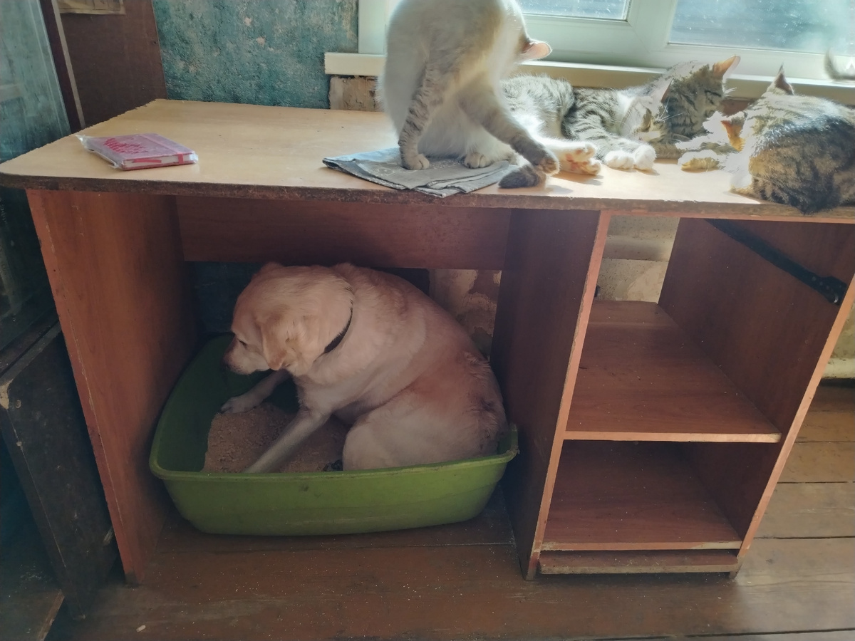 Тортик у нравится сидеть в огромном лотке для кошек. Для него это домик-будочка. 