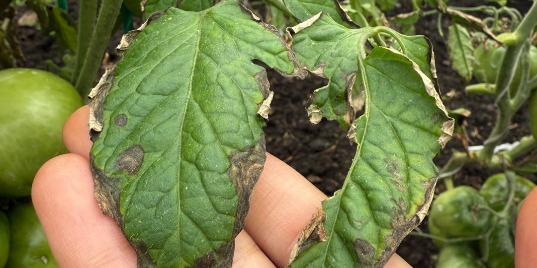 Чем обработать почву после томатов, чтобы остановить фитофтору