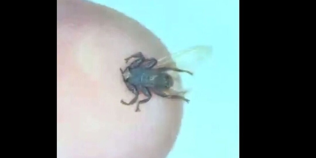 Мухи-кровососы нападают на красноярцев. Что это? Их укусы опасны?