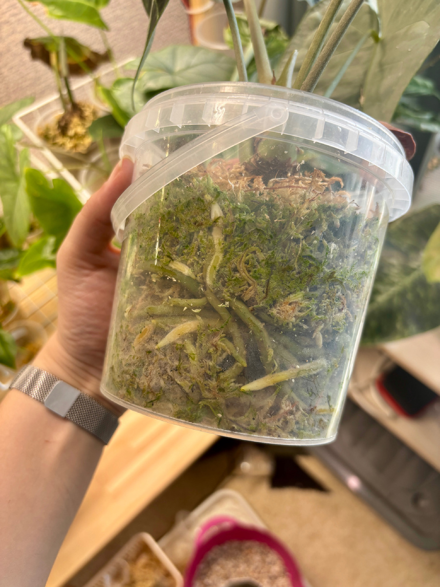 антуриум Кларинервиум