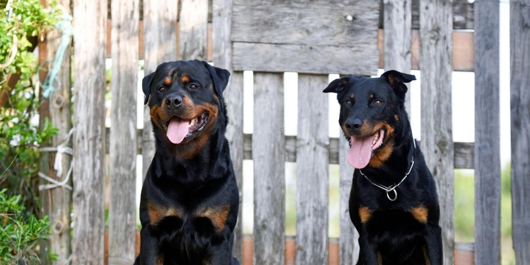 Собаки-двойники: 14 пород собак, похожих на ротвейлера