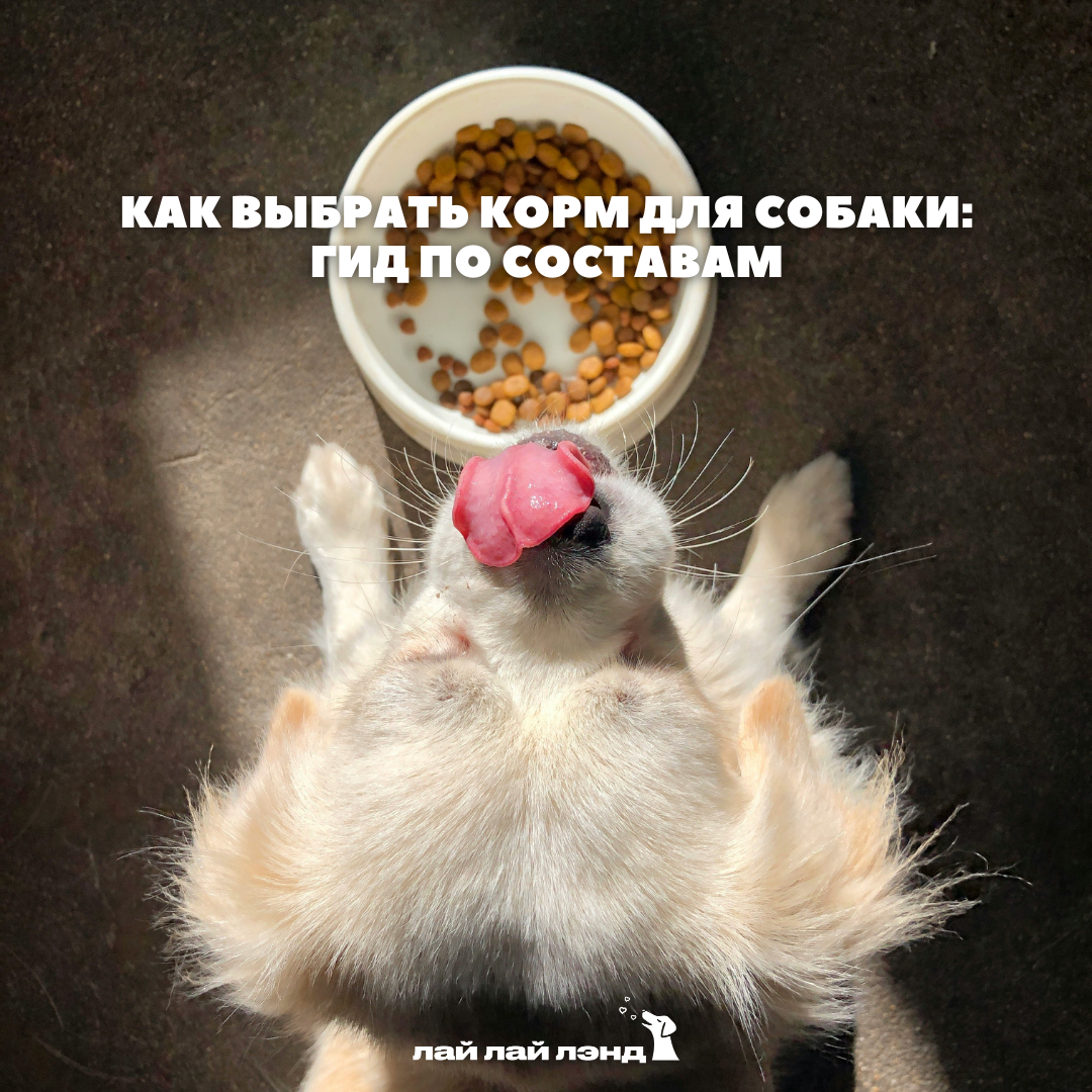 Лай-Лай Лэнд: cамое доброе комьюнити, где собаки — часть семьи 💙
