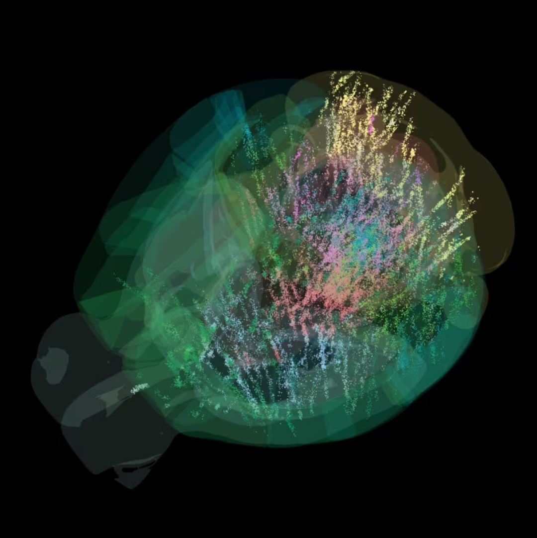 Каждая цветная точка на этом изображении представляет собой нейрон, который активируется в процессе принятия решения. Дэниел Бирман/Международная лаборатория мозга