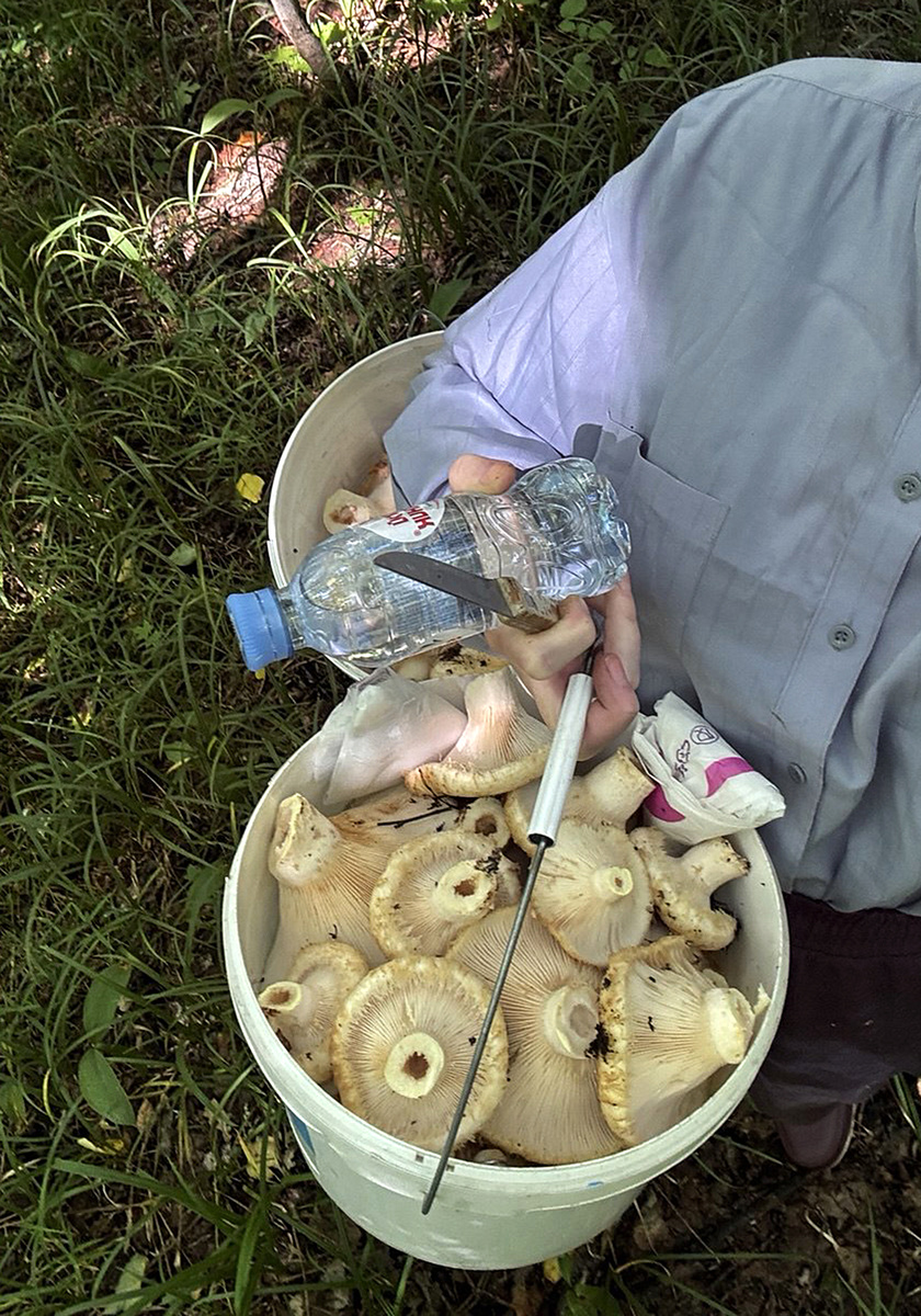 Грибная пора. (Фото Марины Сергеевны).