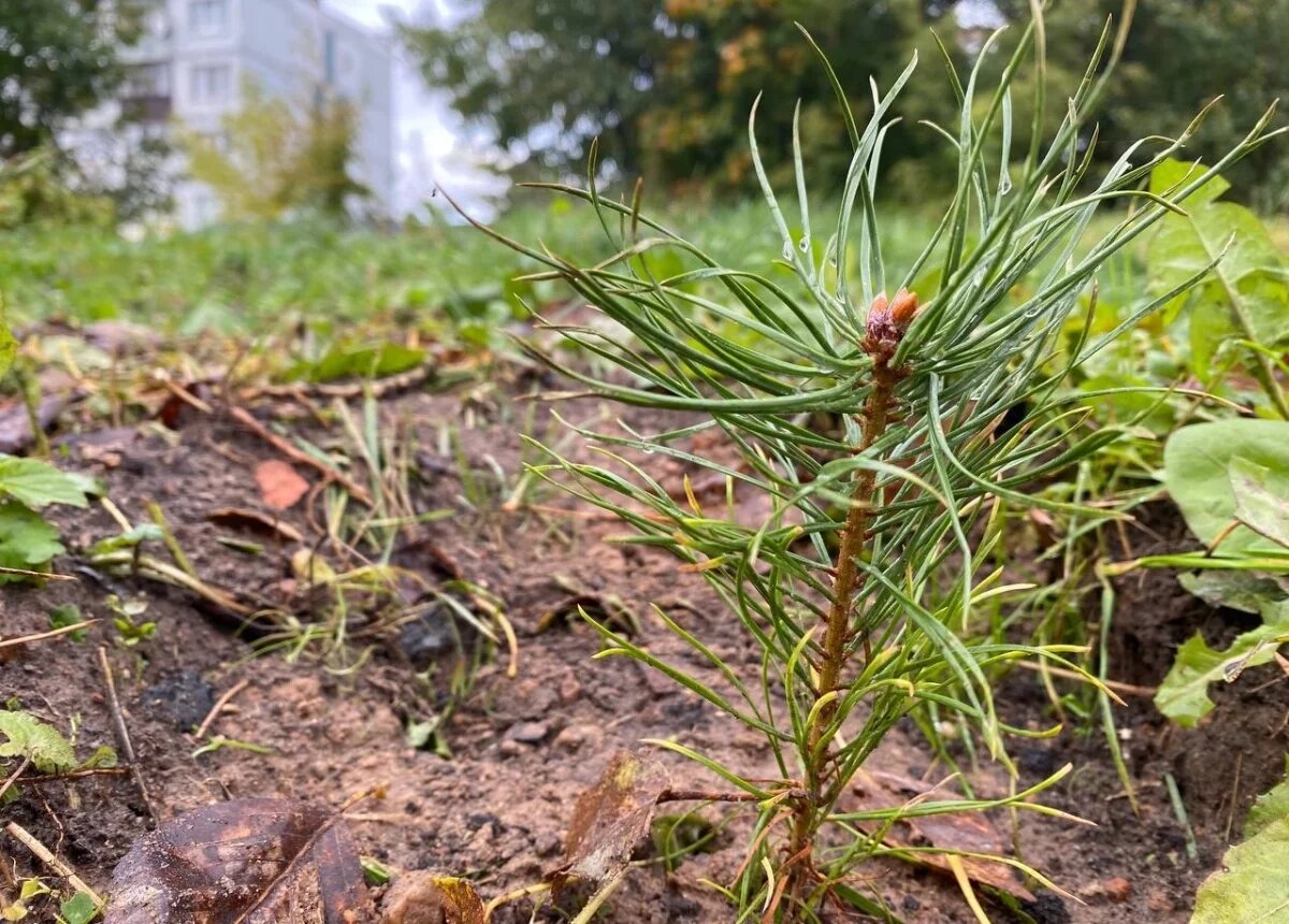   В Тюменской области проверяют приживаемость молодых деревьев