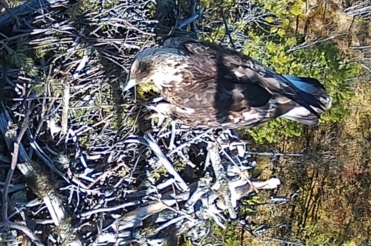    В Прикамье учёные ПГНИУ создадут искусственные гнёзда для редких беркутов