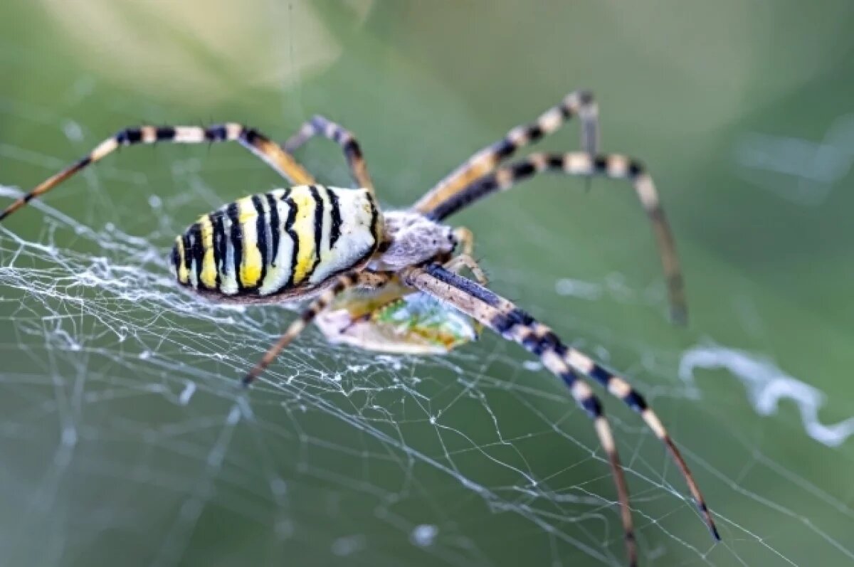    Стало известно, откуда в Пермском крае взялись пауки-осы