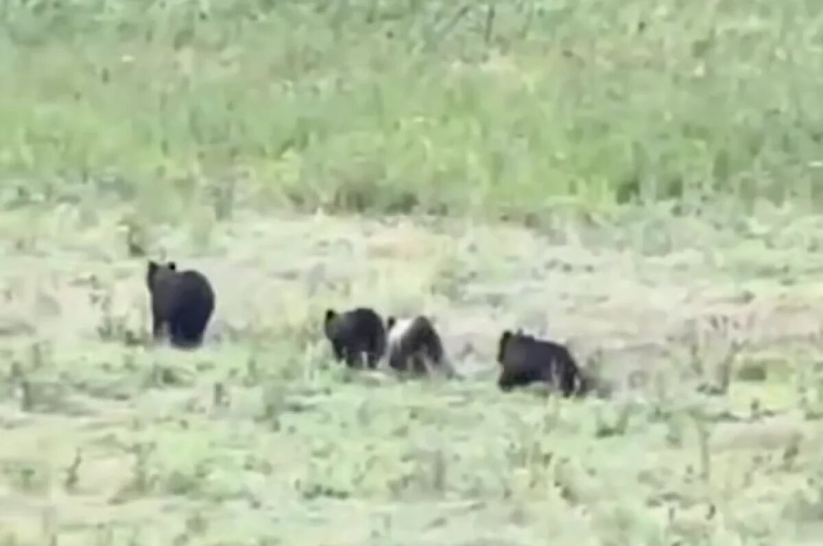    Опубликовано видео убегающих от инспектора минлесхоза медвежат в Лукоянове