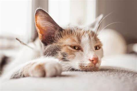 Вирус панлейкопении кошек (FPV) — близкий родственник вируса парвовируса собак типа 2 (CPV-2). Считается, что CPV-2 возник как разновидность кошачьего парвовируса, которая мутировала и преодолела видовой барьер, чтобы инфицировать собак. Это произошло в 1970-х годах и вызвало глобальную пандемию среди собак. Теперь эти вирусы очень похожи, но специализируются на своих хозяевах.