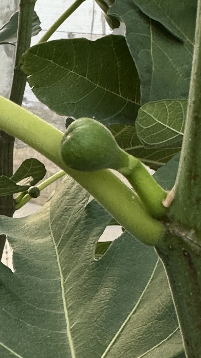 Жду в этом году первый урожай инжира