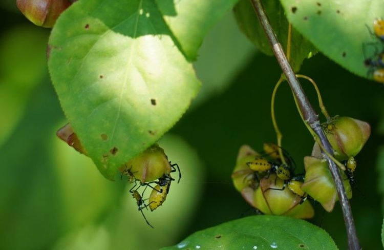    Фото: Дарья Ракова-Наумец, БСИ ДВО РАН