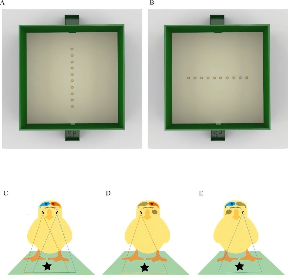    Иллюстрация экспериментального аппарата и трех условий зренияeLife