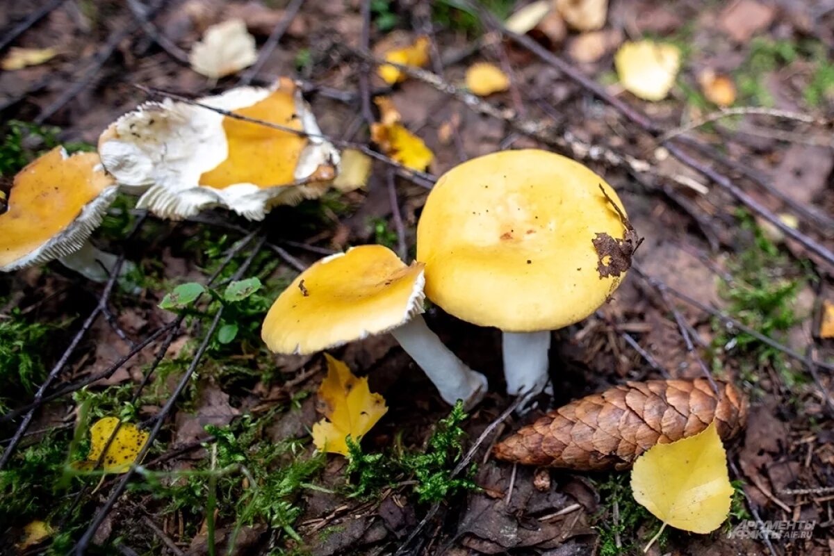    Владимирцев предупредили об опасности ботулизма в грибной сезон