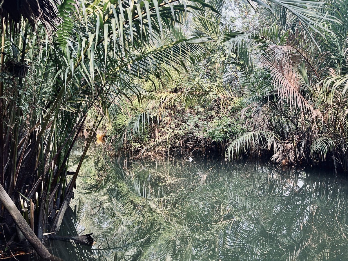 Джунгли в Кампоте