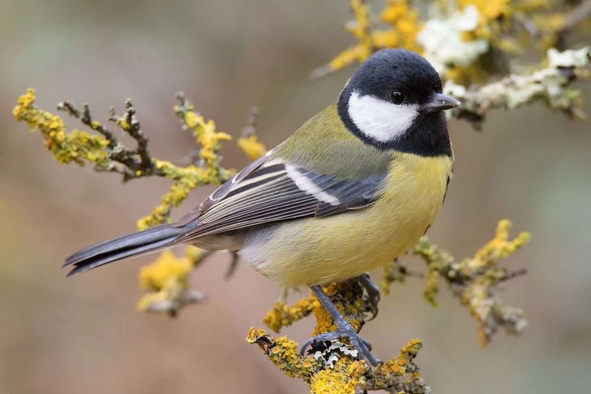 Источник фото:ru.pinterest.com