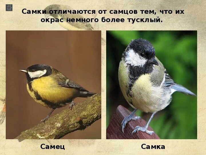 Источник фото:wishescards.ru