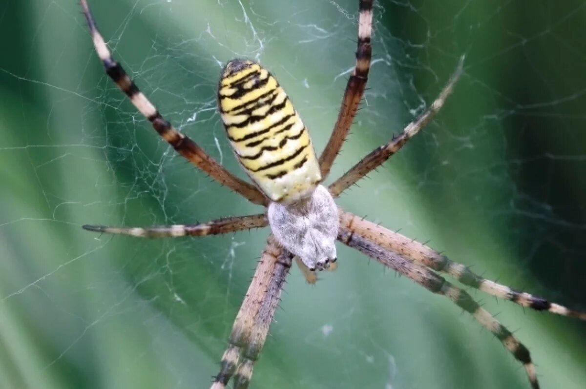    Пермский учёный рассказал, могут ли пауки-осы поселиться в квартирах