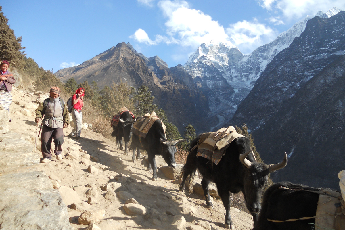 Фото: Krish Dulal/Wikipedia/CC BY 3.0