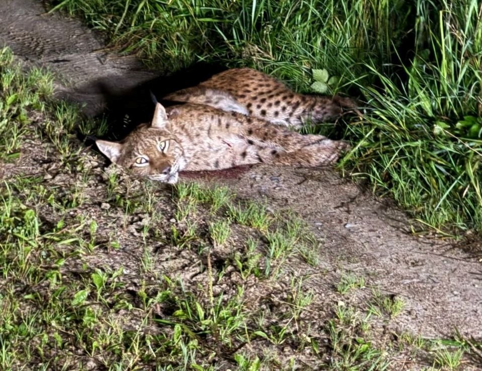    Животное нашли на дороге ночью. предоставлено очевидцем