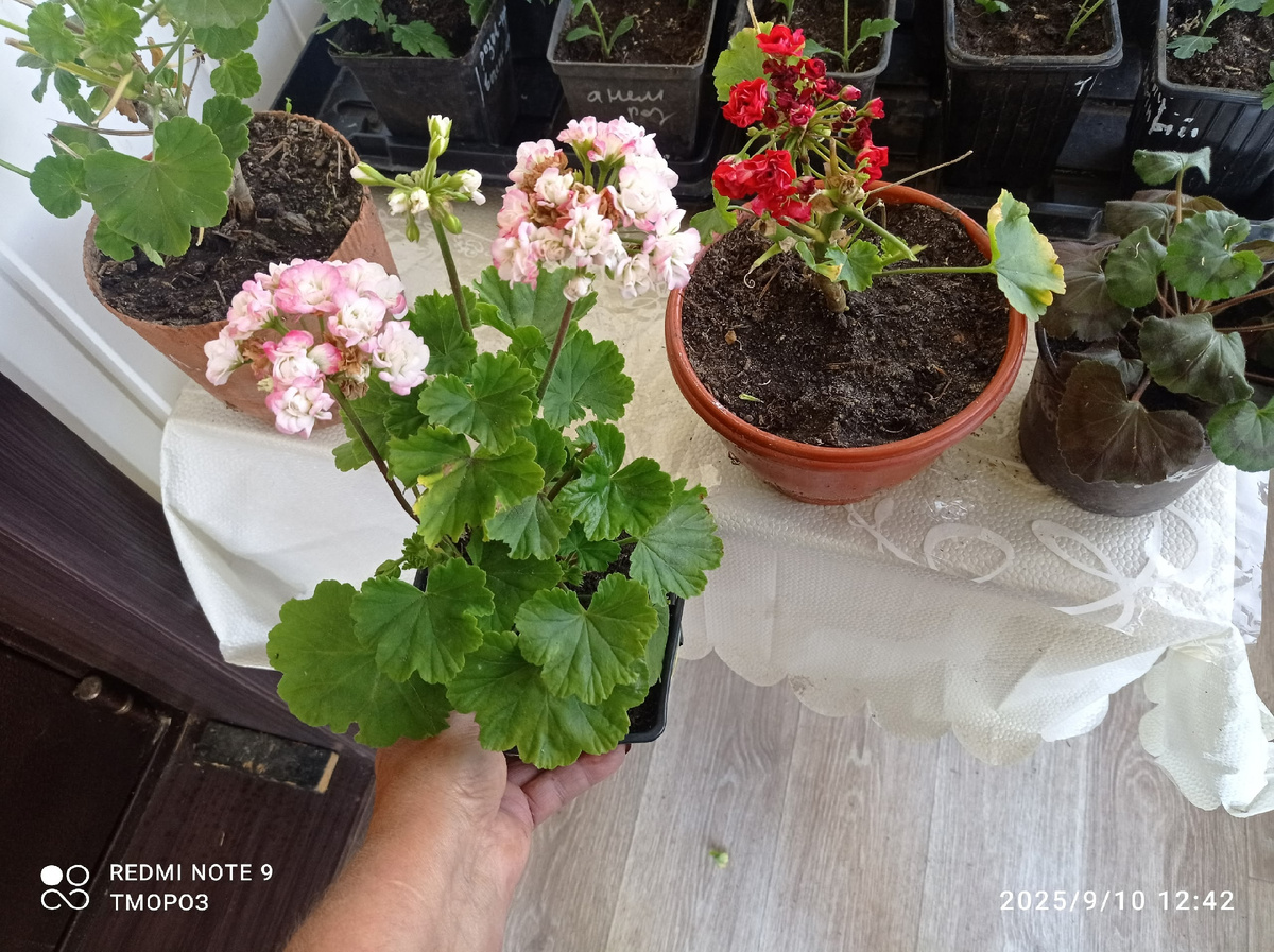 пеларгонии сократила