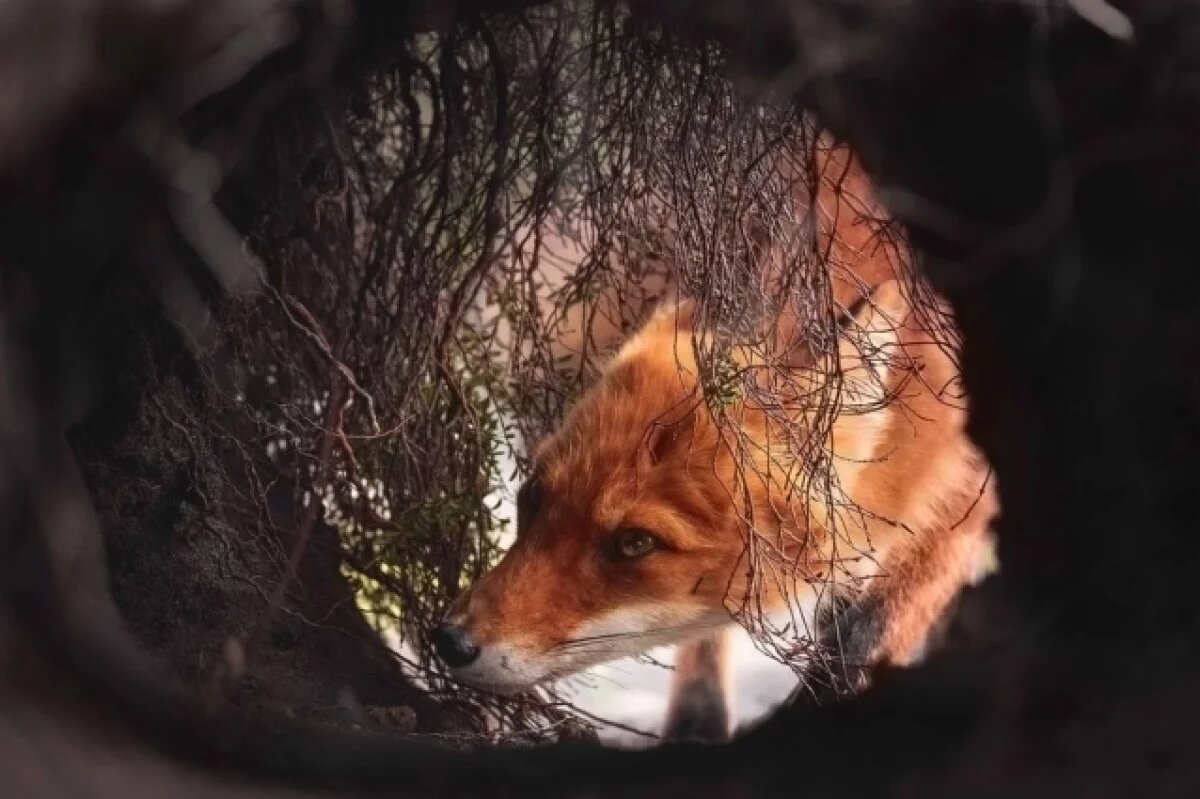    В Новочебоксарске из-за бешеной лисы установили карантин