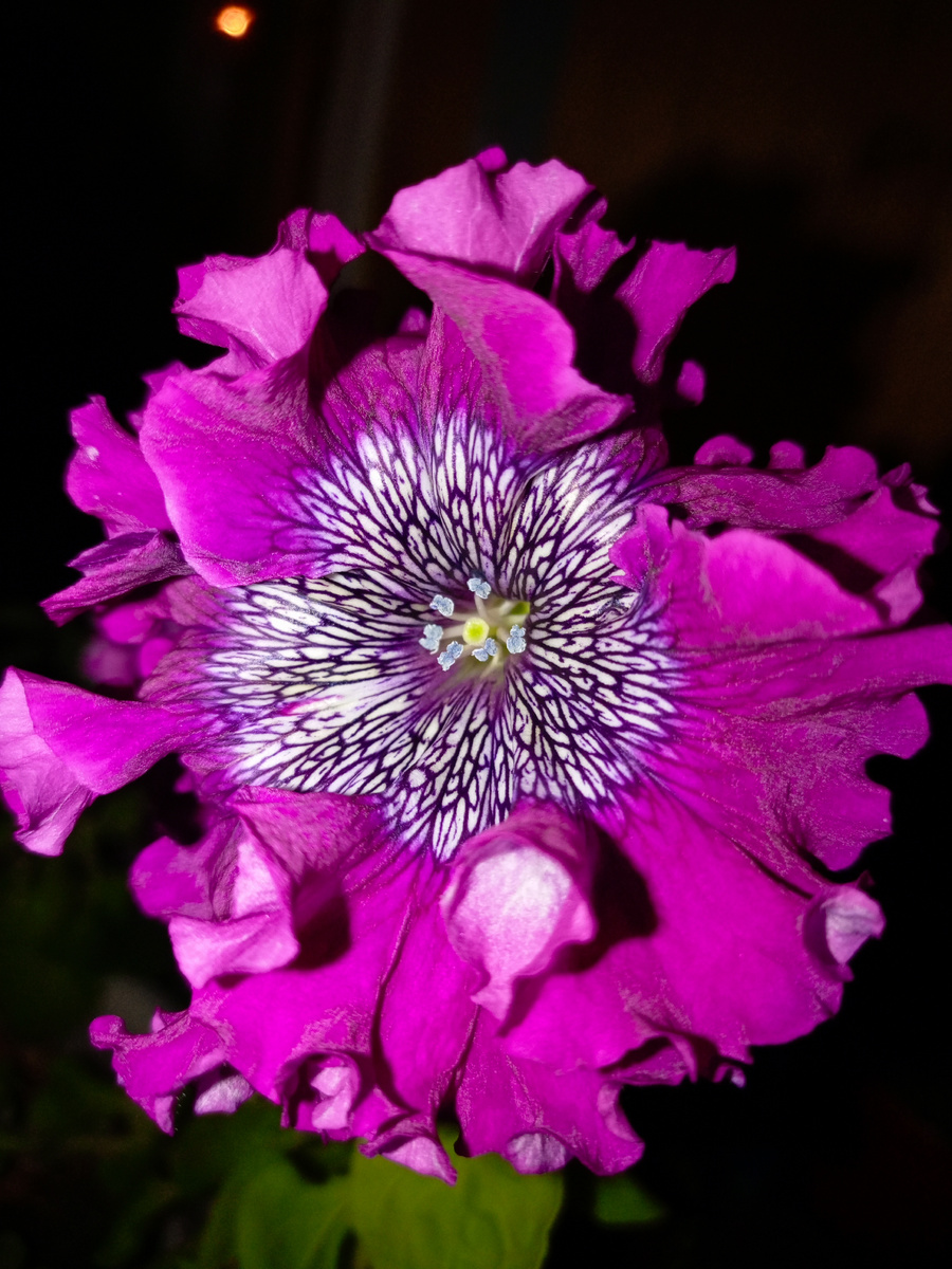 Кринолин пурпурный 