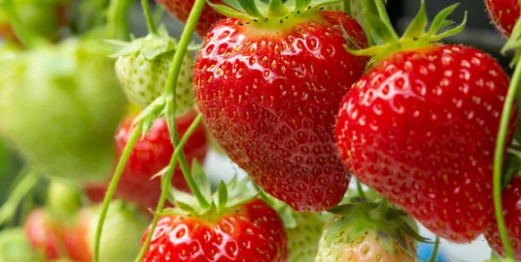 Посадка ремонтантной клубники 🍓 в сентябре: ключ к богатому урожаю