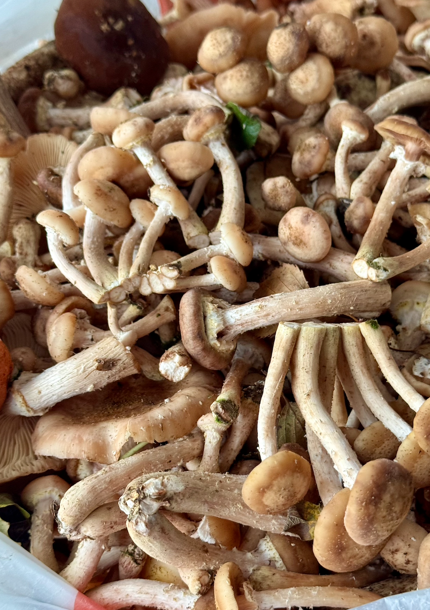 А вот опята мы всегда срезаем — аккуратно, ножом, прямо с пеньков.
