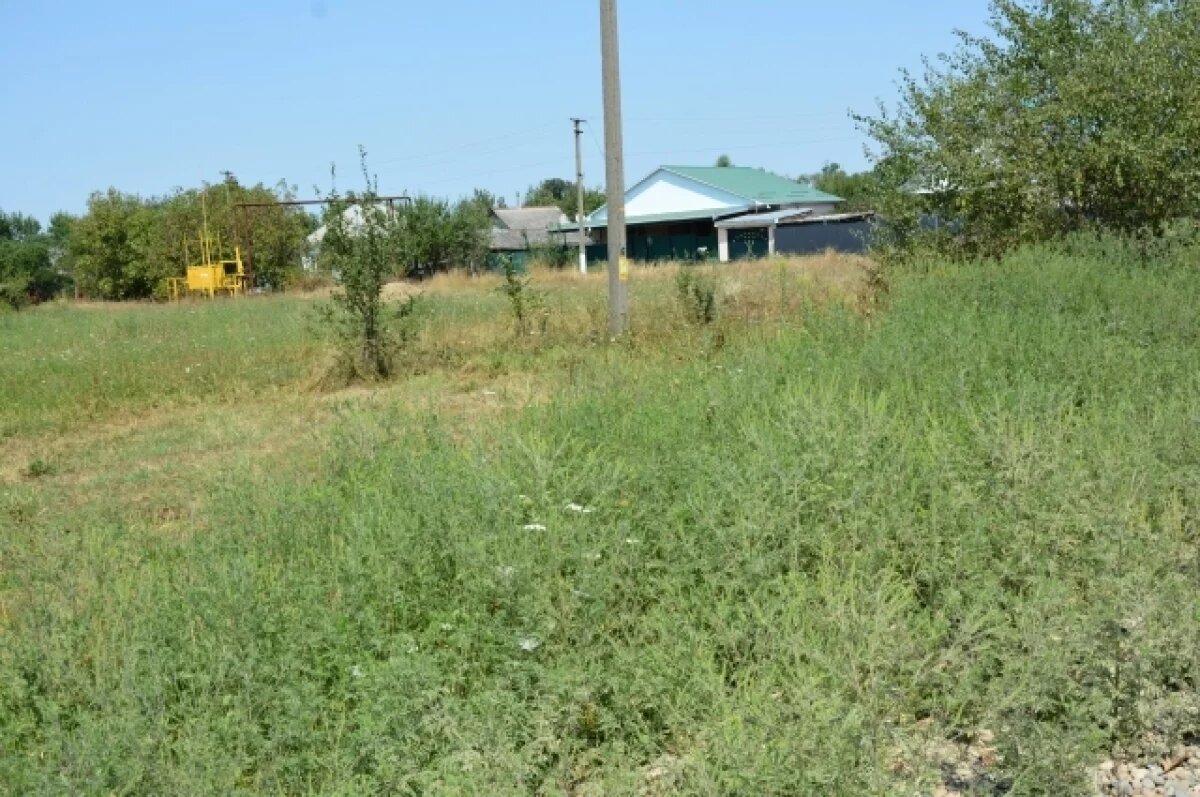    В двух районах Ростовской области из-за амброзии ввели карантин