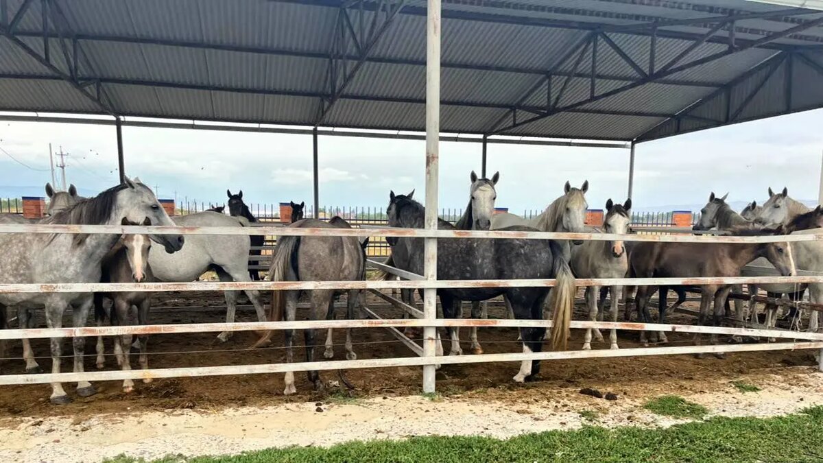 Фото:администрация г. Сунжа