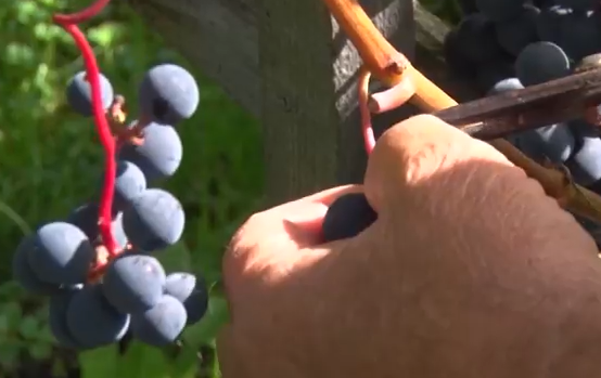     Виноград вместо картошки выращивает житель Ачинского района