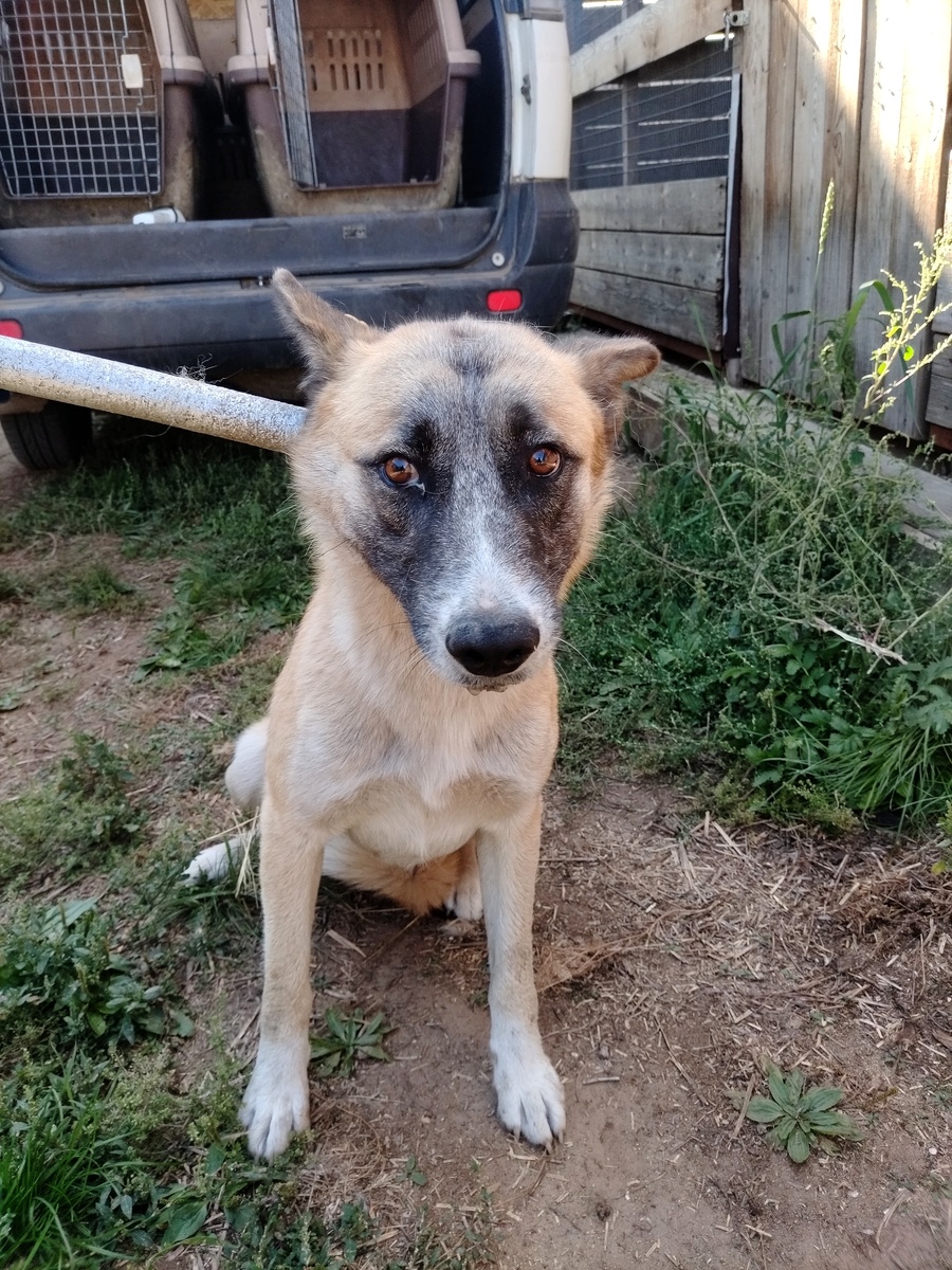 Отлов металлической петлёй. Отлов Улан-Удэ