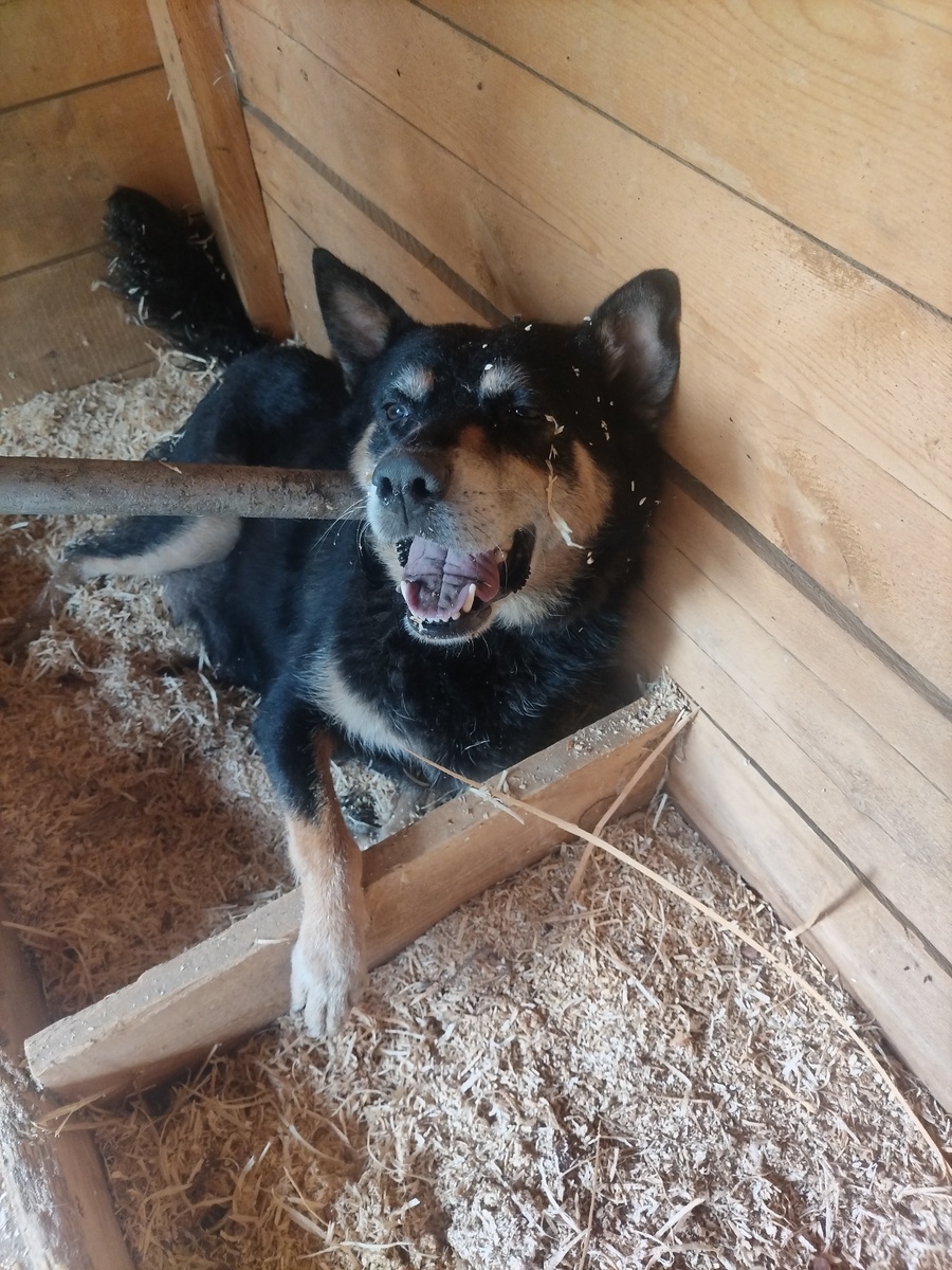 Собака с сайта отлова 