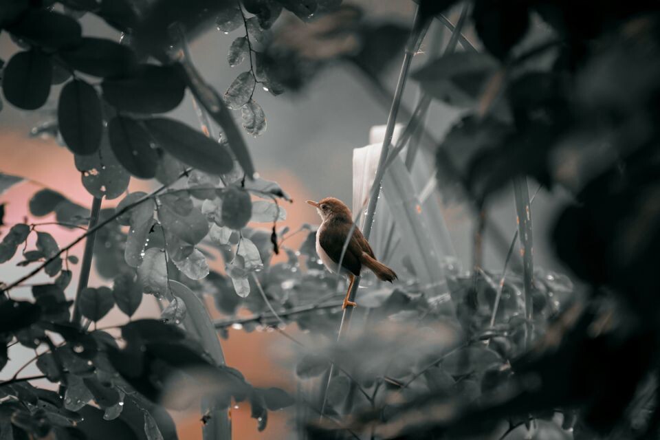    Кусты. Источник: unsplash.com