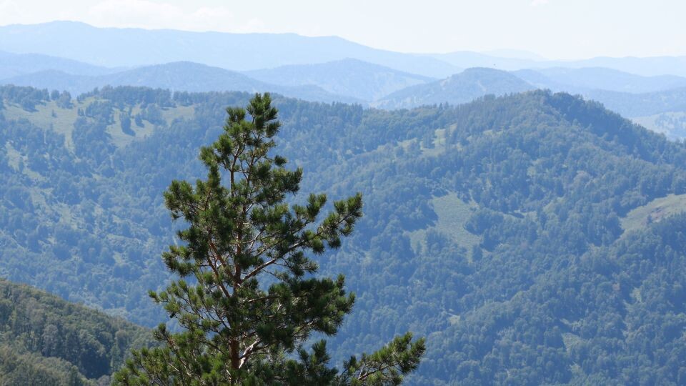    Лето. Горный Алтай. Источник: Олег Укладов