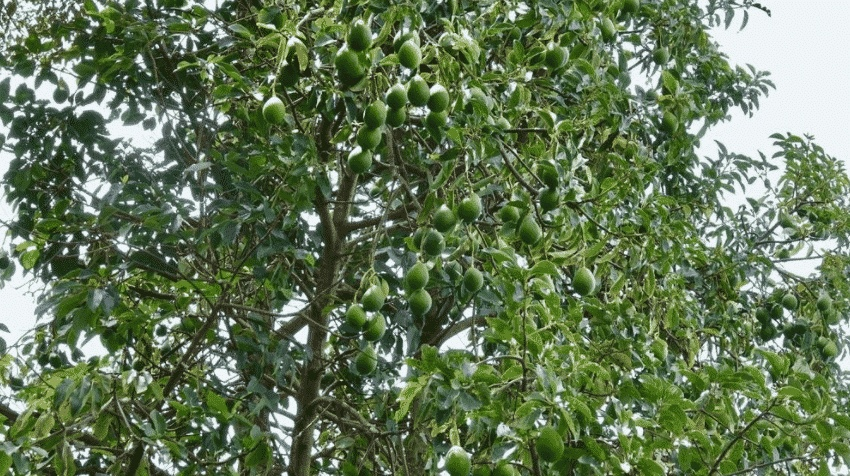 Растёт. На дереве.