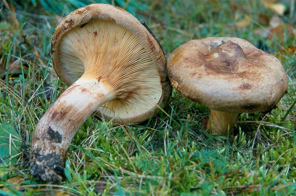    Свинушка тонкая. Фото: https://ru.wikipedia.org/