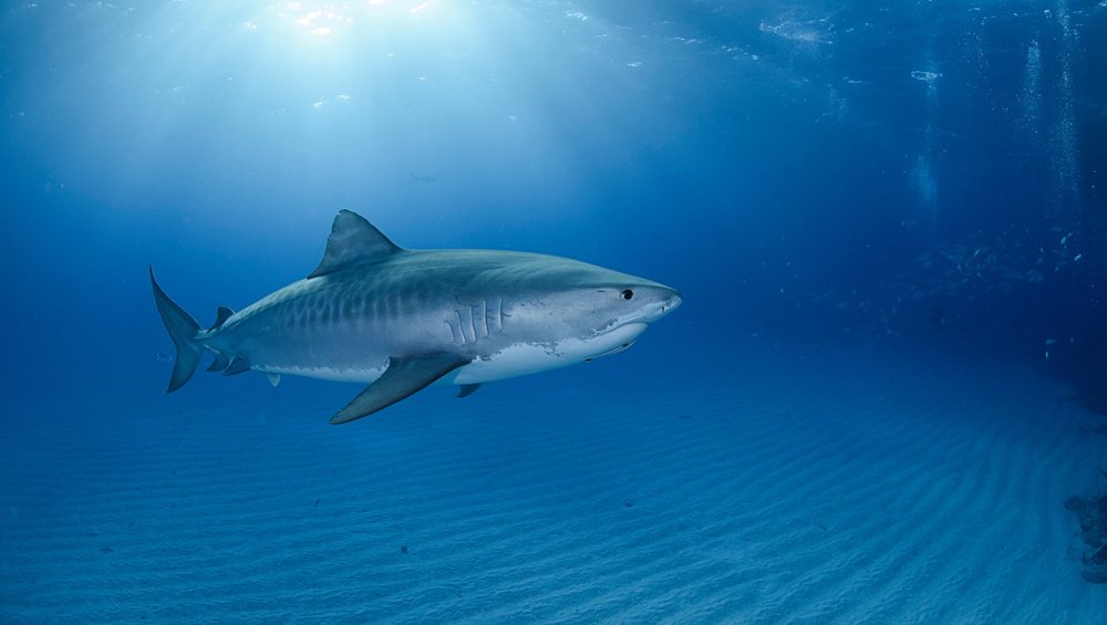     Фото: Martin Voeller/Shutterstock/FOTODOM