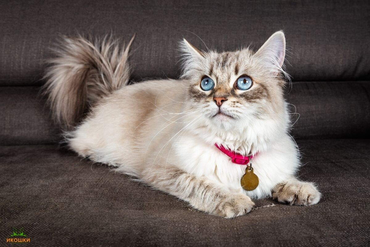 Невская маскарадная