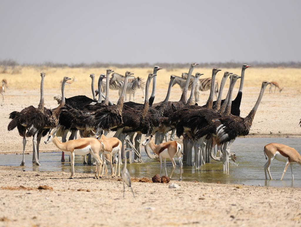 Африканские страусы, Намибия, фото darren_j_obbard