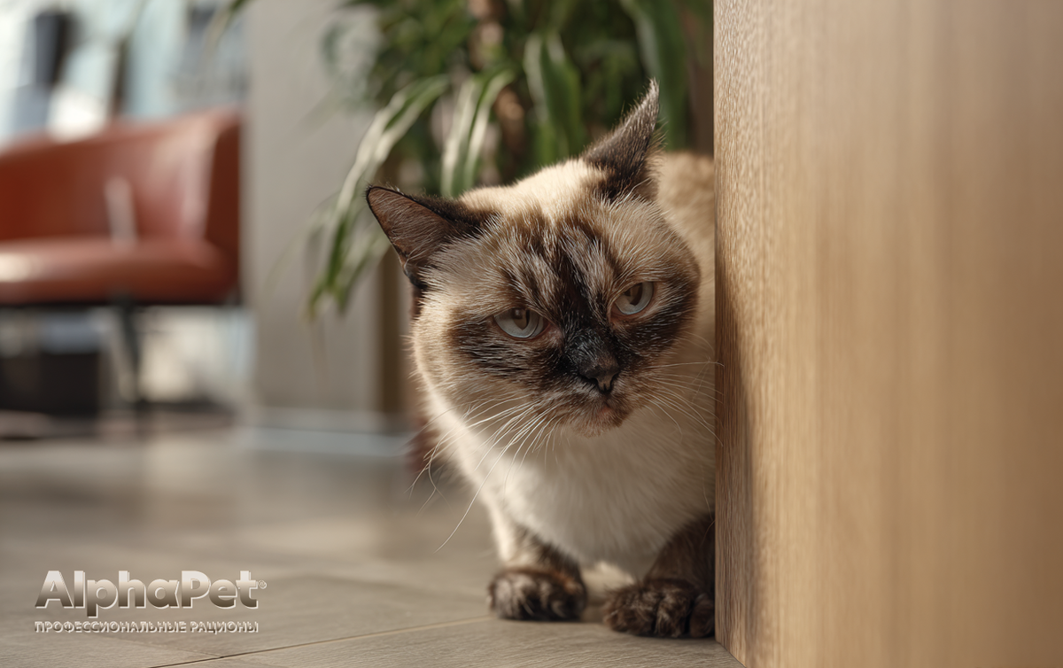 Кошачий мир стабильности: как разлука превращается в хаос / Изображение: AlphaPet