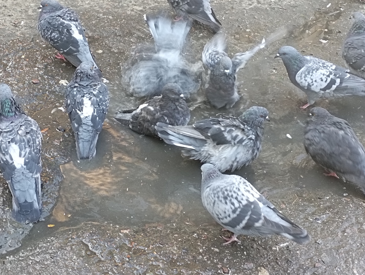 Голуби купаются в луже) 