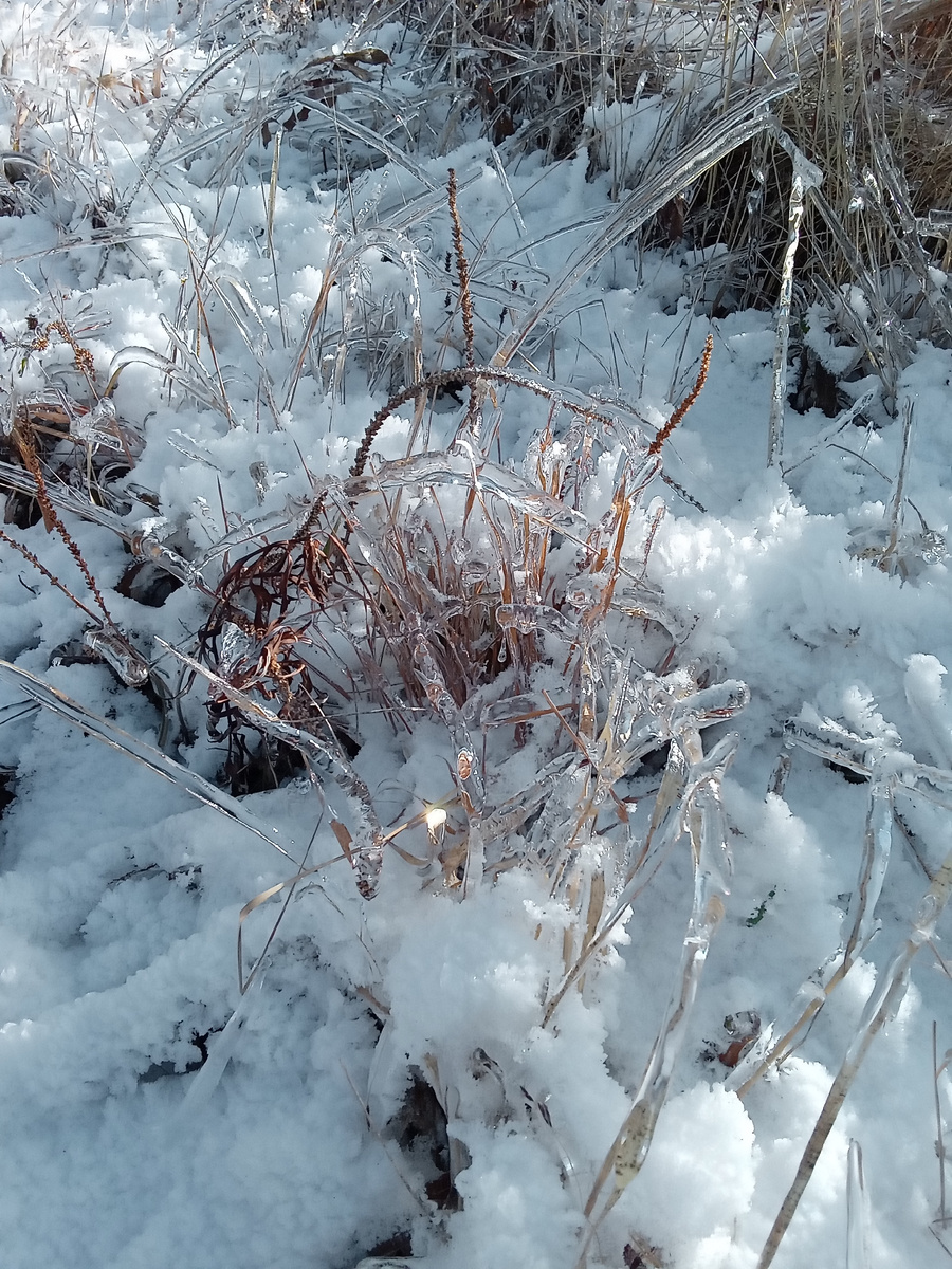 Это у нас зимой дождь прошел. Фото автора.
