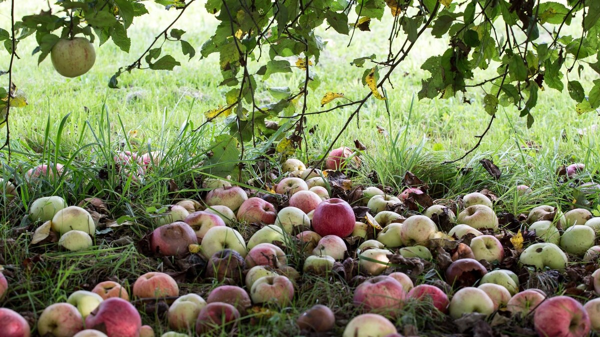 Опавшие яблоки